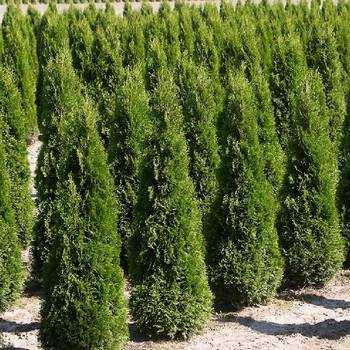 Туя западная ‘Piramidalis Compacta’ (Thuja occidentalis ‘Piramidalis Compacta’)